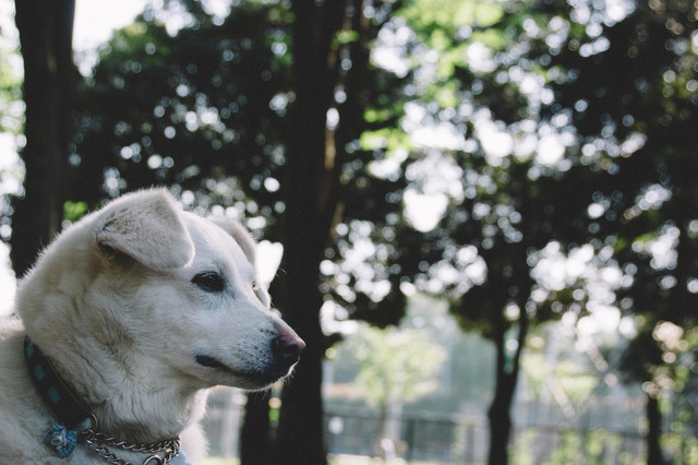 softbank-dog.jpg